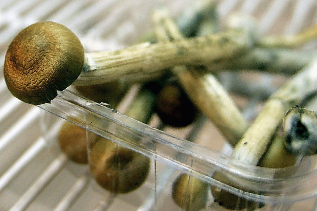 Introduction To Mushrooms